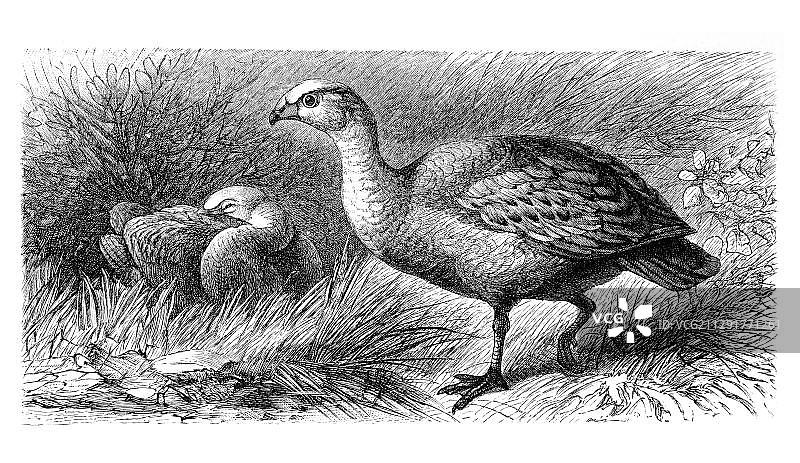 海角贫瘠,谷物鹅(Cereopsis novae hollandiae),历史插图,梅耶斯百科全书,1897年图片素材