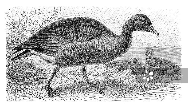 《梅耶百科全书》1897年历史插图：灰雁图片素材