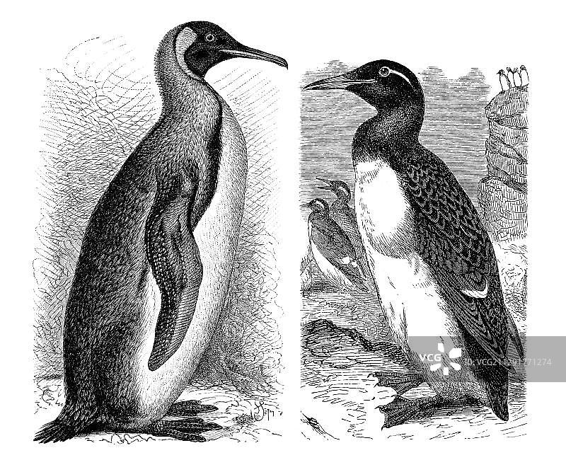 左边的国王企鹅，右边的厚嘴海鸦，历史插图图片素材