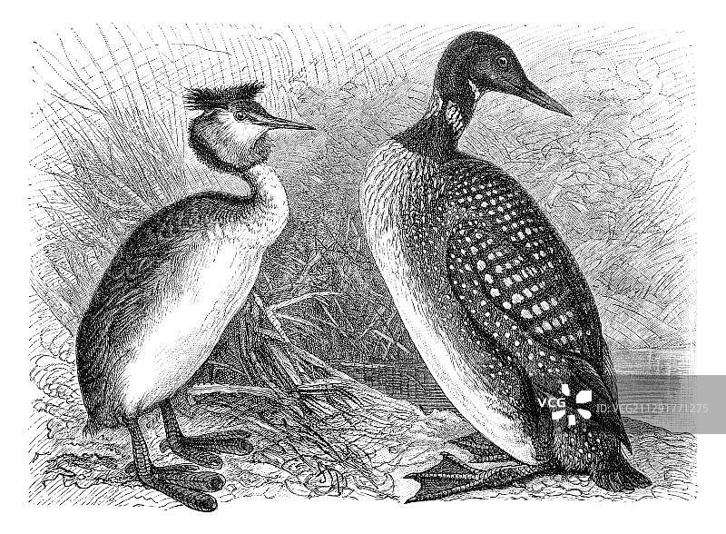 历史插图：凤头䴙䴘（左）和黑喉潜鸟（右）图片素材
