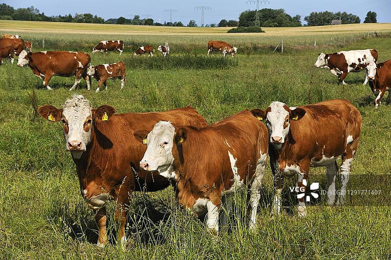 德国梅克伦堡-前波美拉尼亚州库尔拉德大型牧场上的母牛图片素材