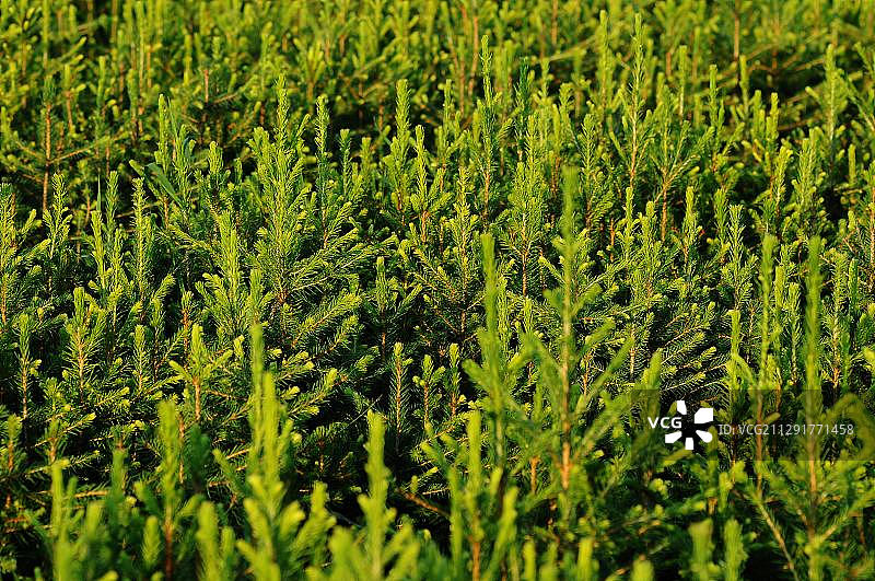 银冷杉树苗种植图片素材