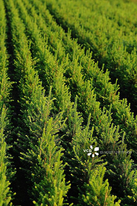 银冷杉树苗种植图片素材