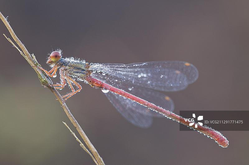 红蜻蜓，德国下萨克森州哈伦地区图片素材