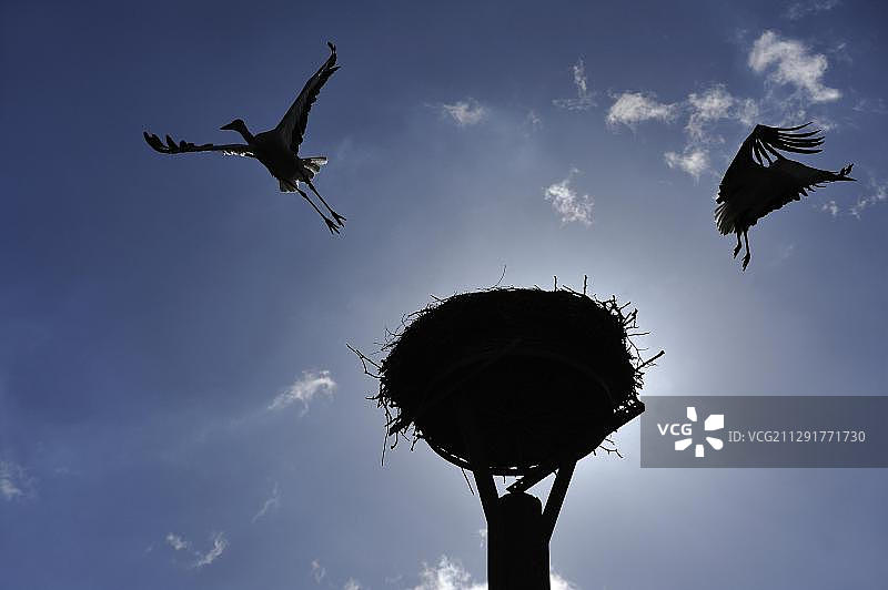 德国梅克伦堡-前波美拉尼亚州蓝天下离开巢穴的白鹳图片素材