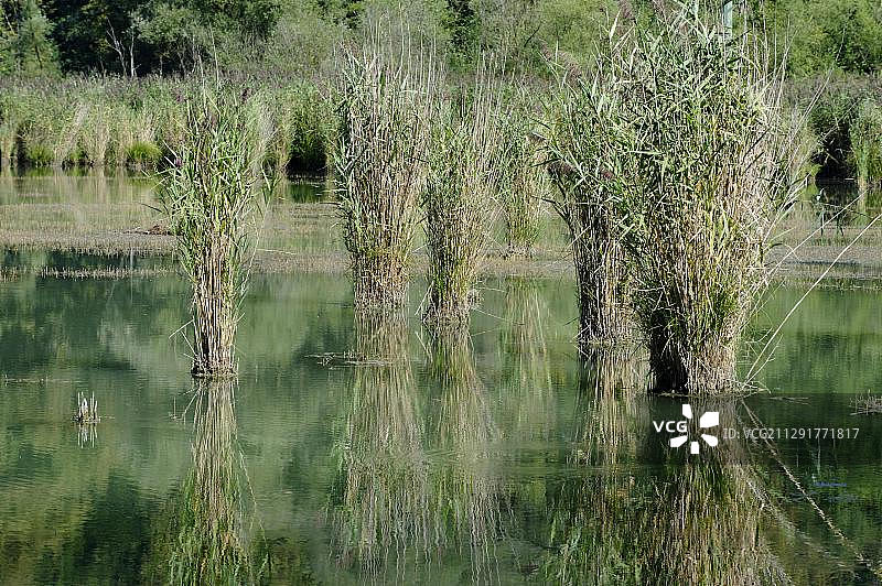 德国巴伐利亚州达赫尔万德自然保护区因河废弃河道，靠近马克特尔图片素材