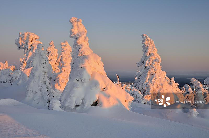 哈茨布罗肯山覆雪松树的傍晚景色，德国萨克森-安哈尔特图片素材