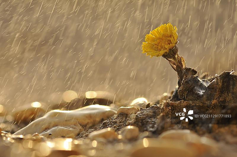 雨中的款冬，莱比锡附近的矿区景观，萨克森，德国，欧洲图片素材