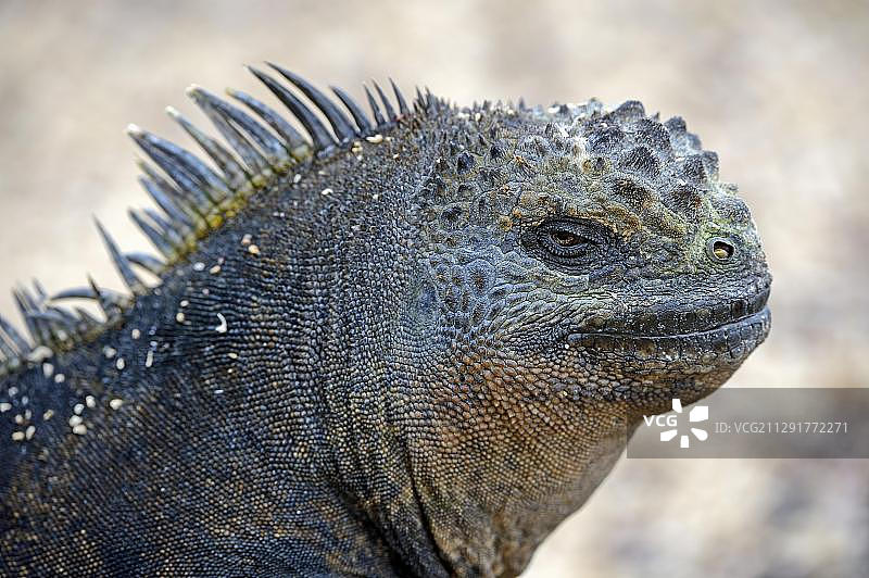 加拉帕戈斯群岛伊莎贝拉岛海鬣蜥，联合国教科文组织世界自然遗产，厄瓜多尔，南美洲图片素材
