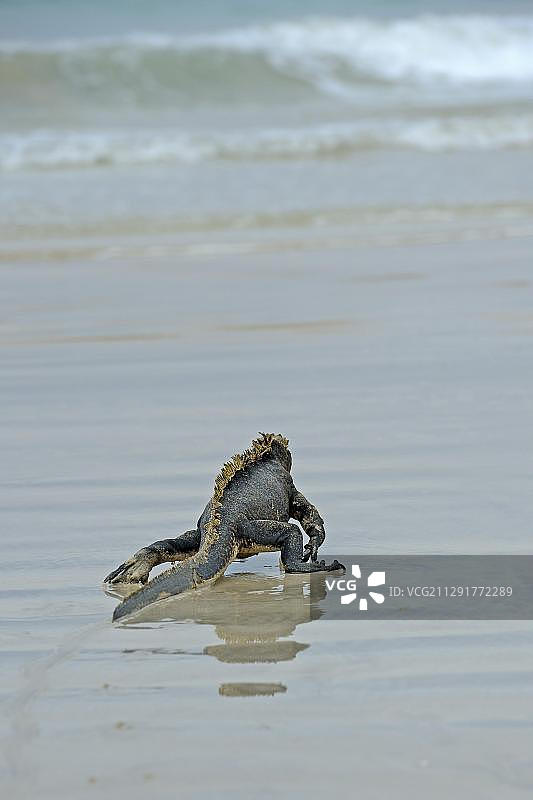 加拉帕戈斯群岛伊莎贝拉岛的海洋鬣蜥图片素材
