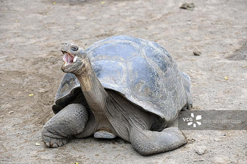加拉帕戈斯象龟(Geochelone elephantopus guentheri)的成熟标本,来自伊莎贝拉岛内格拉山脉地区的亚种图片素材