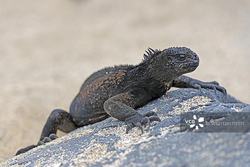 洛博斯岛海洋鬣蜥图片素材