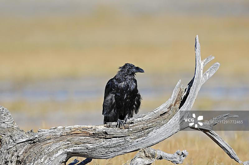 黄石国家公园的普通渡鸦图片素材