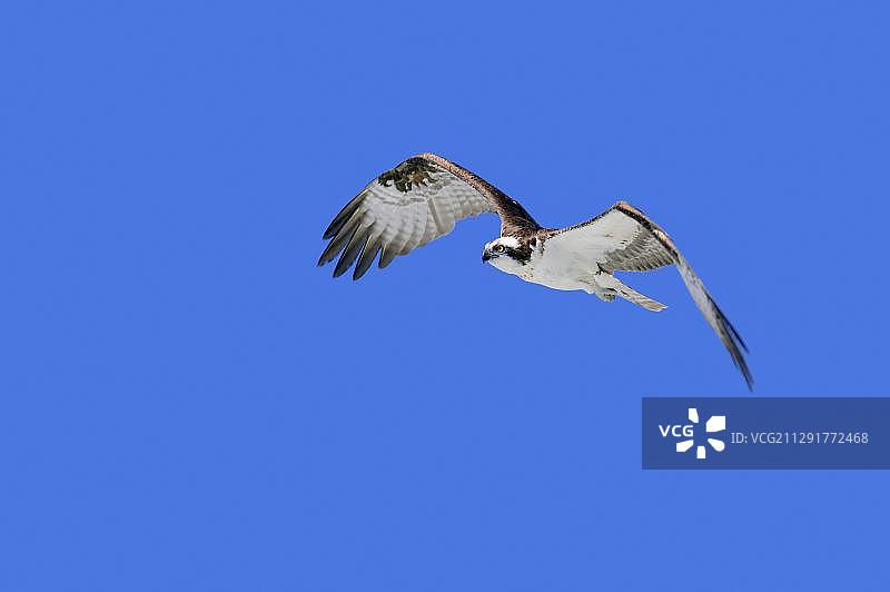 鱼鹰，美国怀俄明州大提顿国家公园图片素材