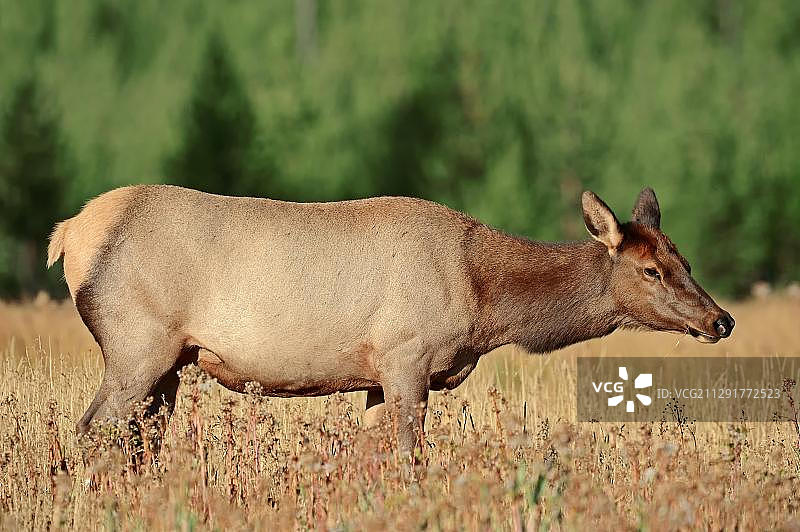 雌性加拿大马鹿，黄石国家公园，美国怀俄明州图片素材