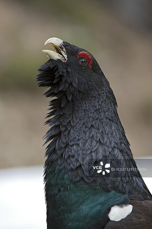 雄性西方松鸡，欧洲奥地利蒂罗尔州基希贝格图片素材
