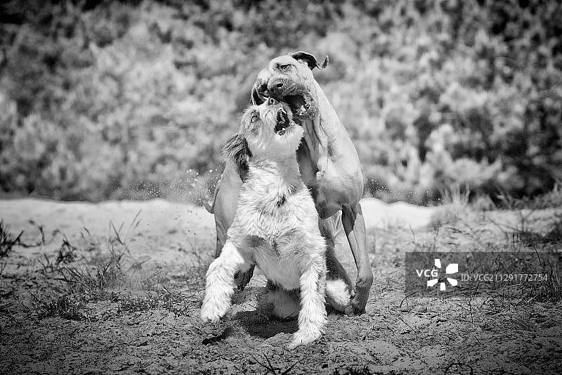 罗德西亚脊背犬和布里亚德混血犬在沙箱里玩耍图片素材