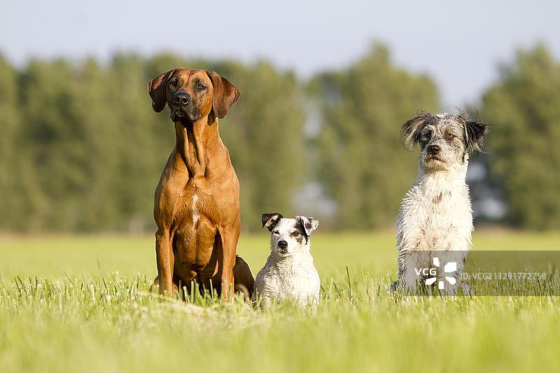 三只狗坐在草地上，罗德西亚脊背犬、杰克罗素梗和布里亚德混血犬期待地看向一个方向图片素材