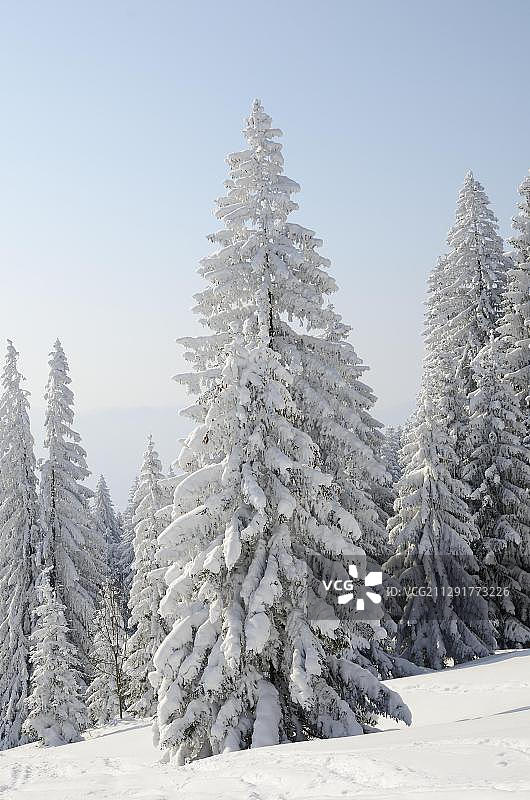 德国上巴伐利亚州埃尔巴赫附近的雪地云杉图片素材