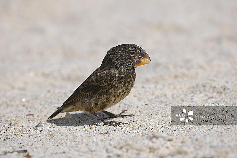 中地雀（地雀属），达尔文雀，杰诺韦萨岛，加拉帕戈斯群岛，联合国教科文组织世界自然遗产，厄瓜多尔，南美洲图片素材