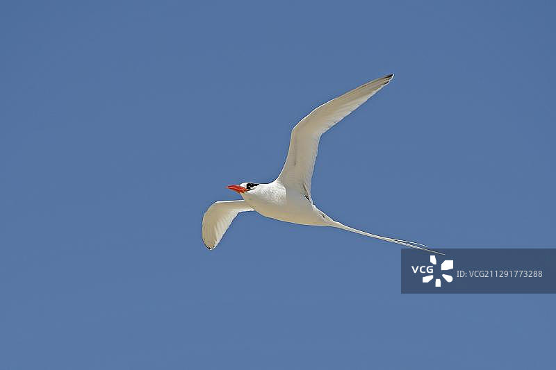 红嘴热带鸟飞行，赫诺韦萨岛，加拉帕戈斯群岛，联合国教科文组织世界自然遗产，厄瓜多尔图片素材