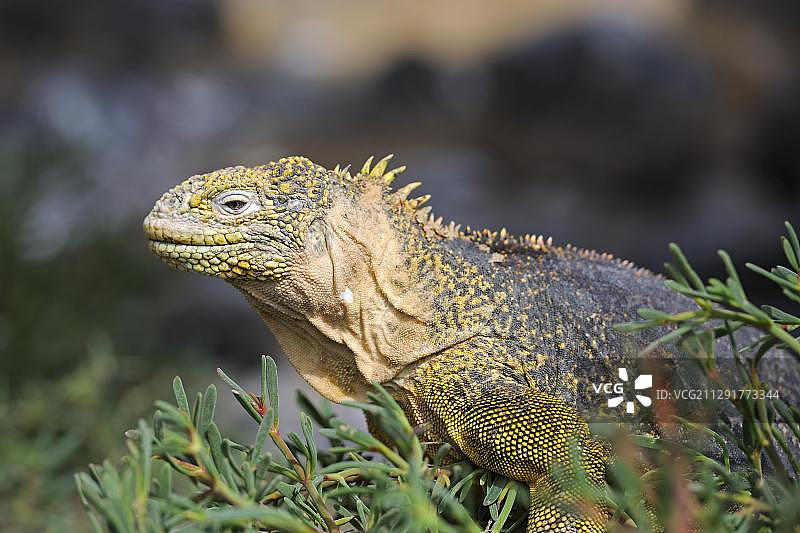 加拉帕戈斯陆鬣蜥图片素材