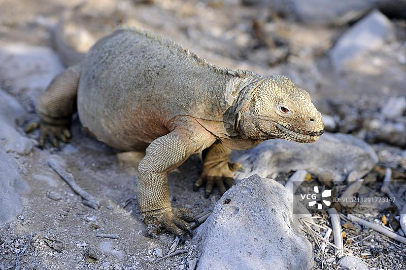 加拉帕戈斯陆鬣蜥（圣达菲岛亚种），厄瓜多尔图片素材