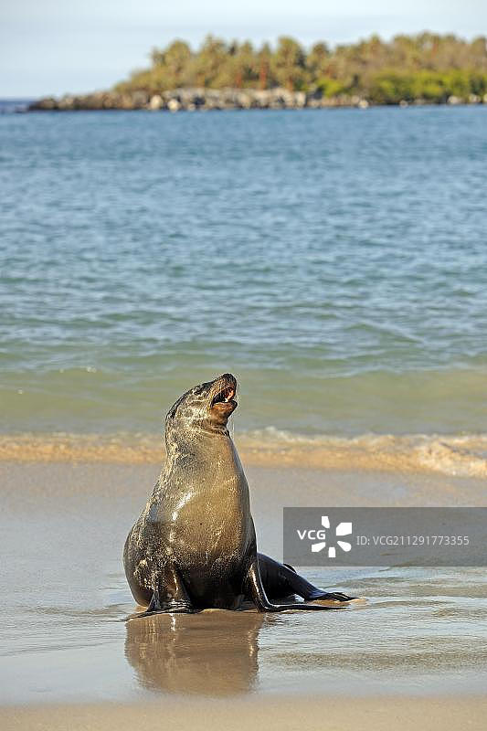 加拉帕戈斯海狮，圣达菲岛，中国厄瓜多尔加拉帕戈斯群岛，联合国教科文组织世界遗产图片素材
