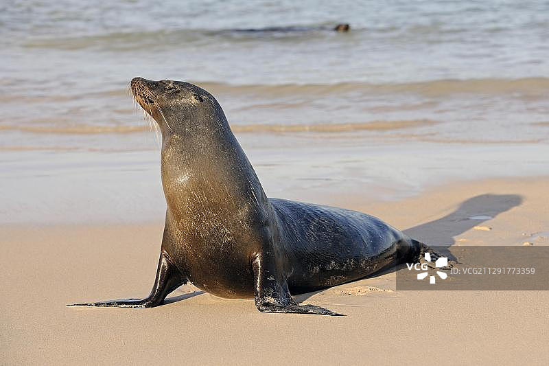 加拉帕戈斯海狮，圣达菲岛，中国厄瓜多尔加拉帕戈斯群岛，联合国教科文组织世界遗产图片素材