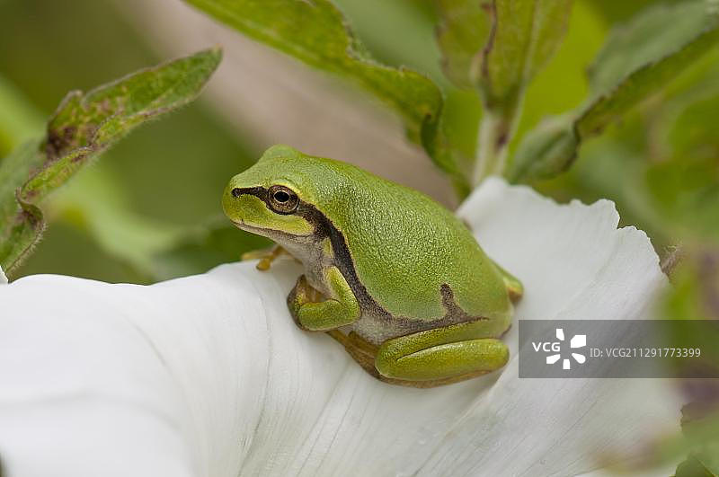 栖息在打碗花上的欧洲树蛙，德国黑森州图片素材