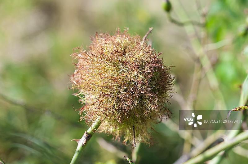 蔷薇瘿蜂虫瘿，德国黑森州德赖埃希-格岑海恩图片素材