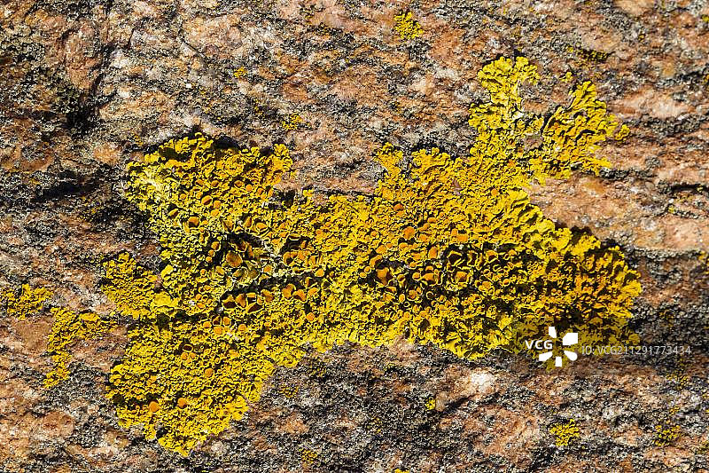 波罗的海沿岸大理石岩石上的地衣，费马恩岛，石勒苏益格-荷尔斯泰因州，德国，欧洲图片素材