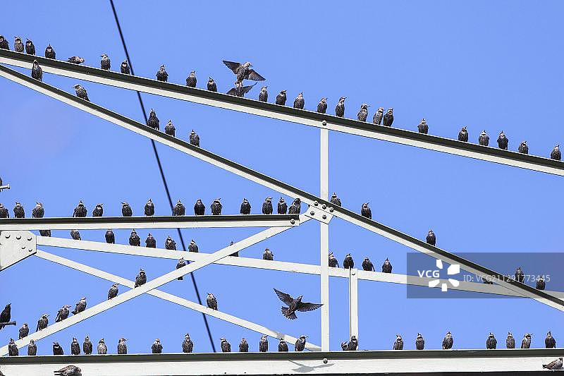 德国高压电塔上的椋鸟图片素材