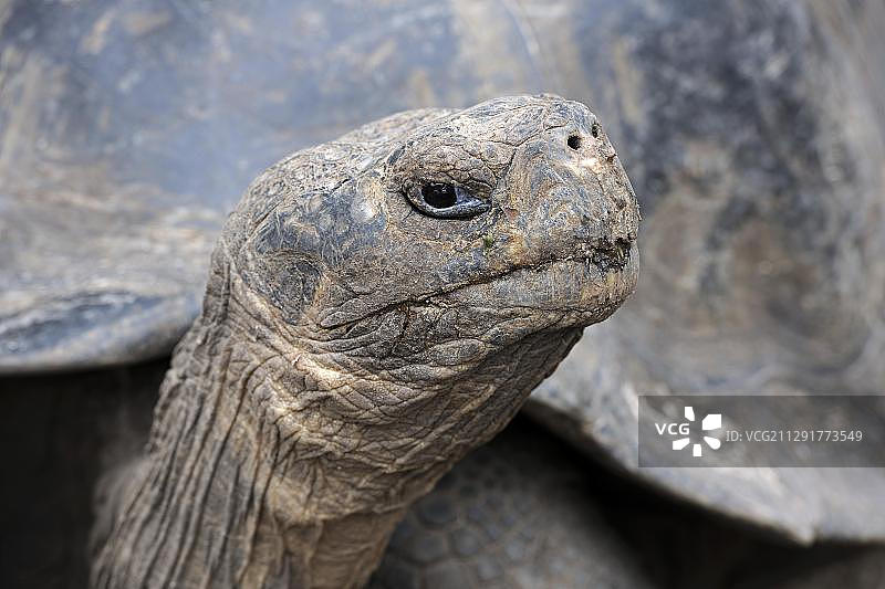 厄瓜多尔伊莎贝拉岛加拉帕戈斯象龟图片素材