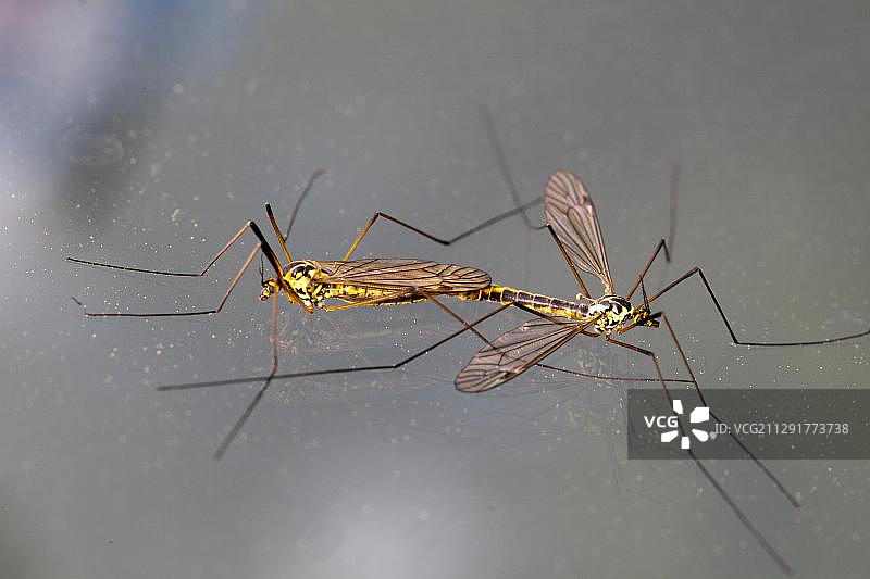 德国勃兰登堡欧洲的栉水蝇交配图片素材