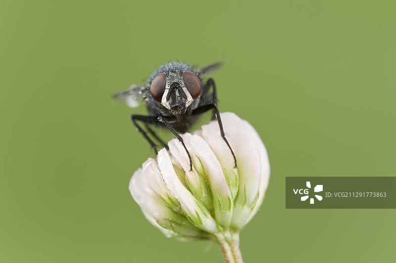 蝇（短角亚目），位于德国莱茵兰-普法尔茨州的火山埃ifel地区，欧洲图片素材