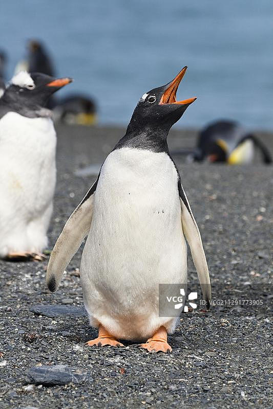 巴布亚企鹅在南乔治亚州戈尔德港鸣叫图片素材