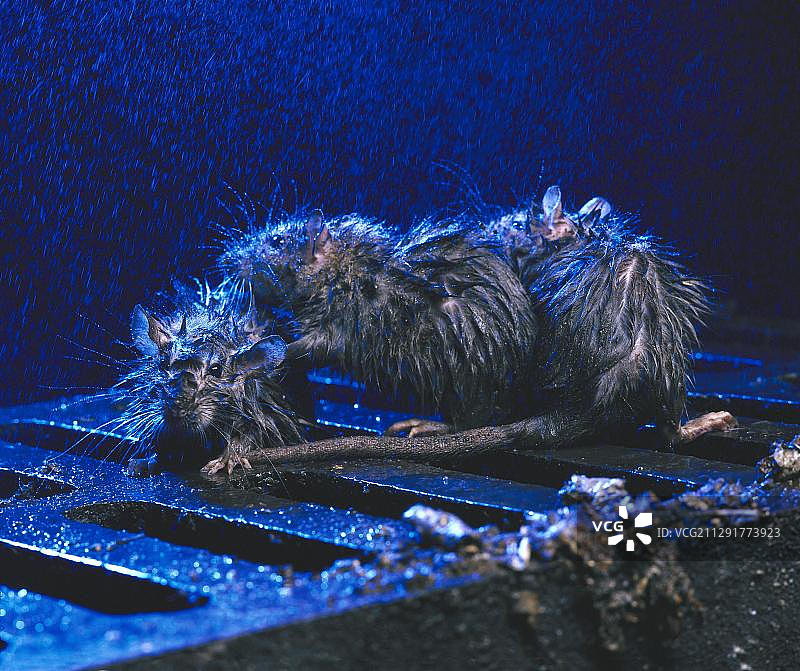 雨夜井盖上的褐家鼠图片素材