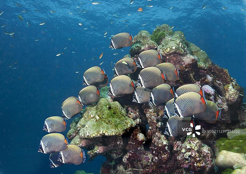 红尾蝴蝶鱼，泰国海湾，泰国，亚洲图片素材