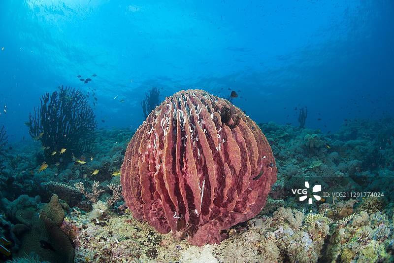 菲律宾亚洲的桶状海绵图片素材