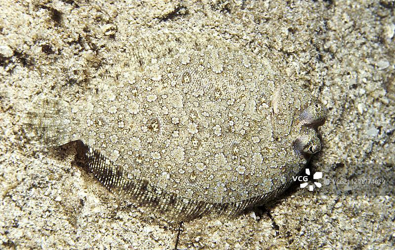 眼纹扁尾鲀，菲律宾，亚洲图片素材