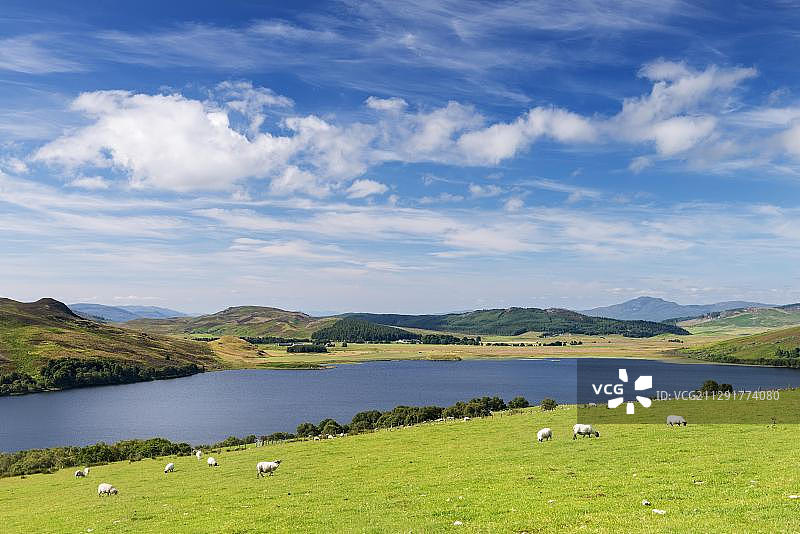在苏格兰西北高地托内斯附近的露丝文湖吃草的绵羊，英国，欧洲图片素材