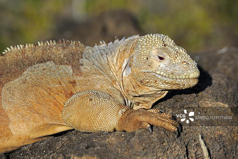 加拉帕戈斯陆鬣蜥，圣达菲岛亚种，加拉帕戈斯群岛，联合国教科文组织世界自然遗产，厄瓜多尔图片素材