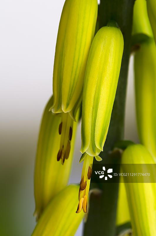 芦荟花，施瓦茨，蒂罗尔，奥地利，欧洲图片素材
