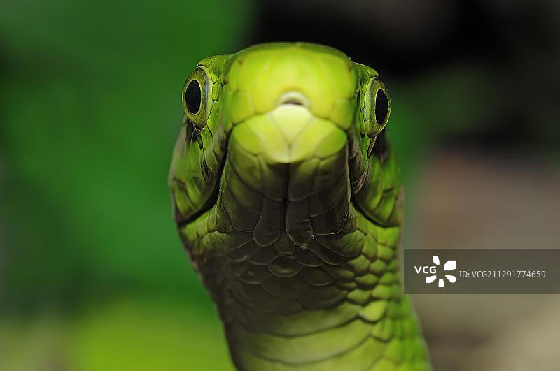 东部绿曼巴蛇，毒蛇肖像图片素材