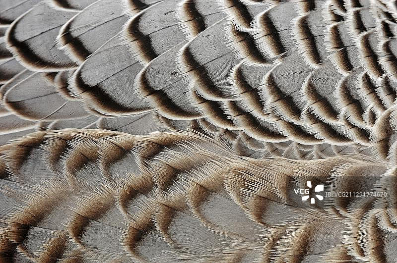 帝王鹅羽毛细节，原产于西伯利亚北部和阿拉斯加，圈养，德国，欧洲图片素材