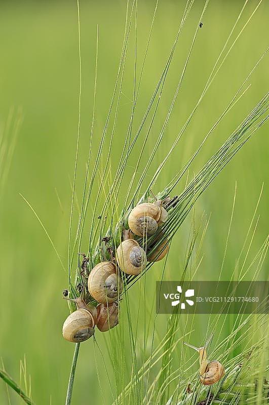 大麦穗上的迦太基蜗牛，普罗旺斯，法国南部，欧洲图片素材