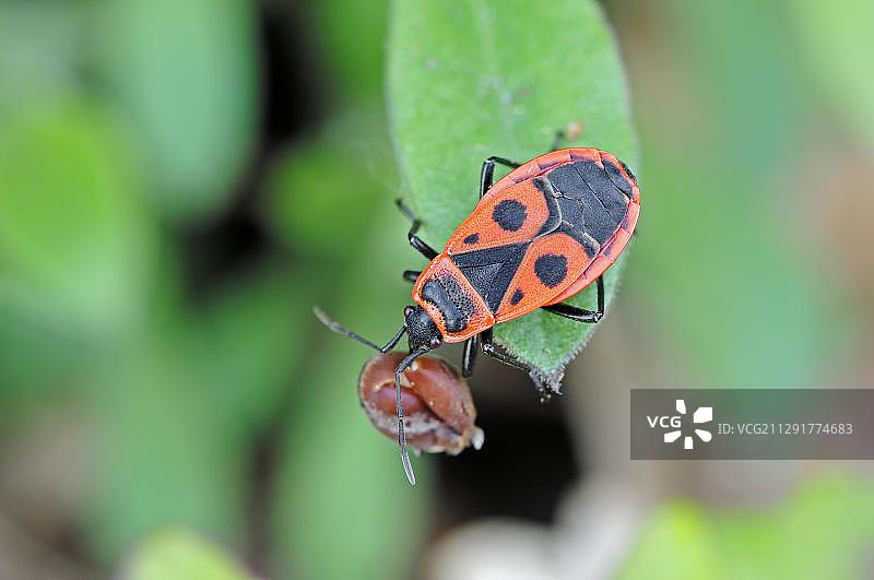 红椿象，欧洲法国南部普罗旺斯图片素材