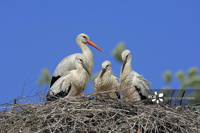 在德国北莱茵-威斯特法伦的巢中与幼鸟在一起的白鹳（Ciconia ciconia）图片素材