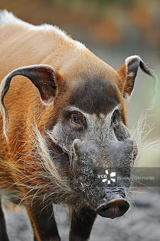 红河猪或非洲灌木猪（Potamochoerus porcus pictus）图片素材